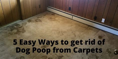 Get Dog Poop Out Of Carpet In 5 Easy Steps
