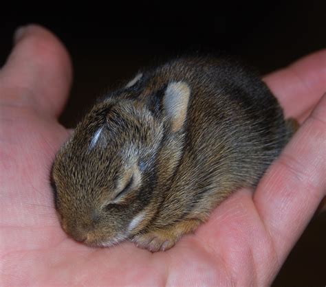 North Georgia Naturalist Orphaned Baby Rabbits