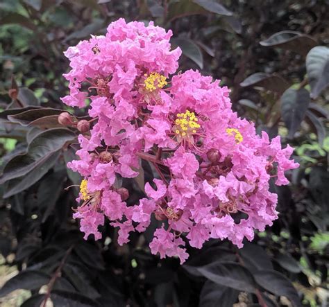 Even when you buy one from a nursery, there's a big chance that it'll die from shock, or. Crepe Myrtles: Plant Care and Collection of Varieties ...