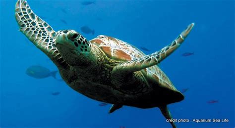 Free Download Beautiful Wallpapers Turtle Hd Wallpaper 600x705 For