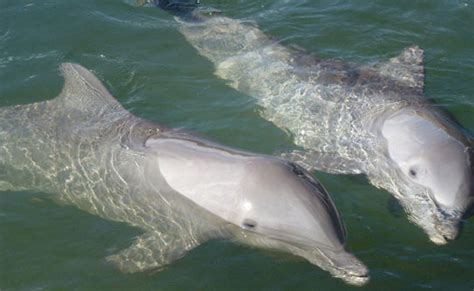 Visiting The Florida Keys With Kids Review Of The Dolphin Research Center