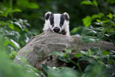 England Begins Controversial Badger Cull