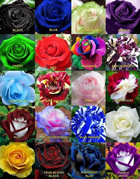 List Of Natural Rose Colors Quinton Trice