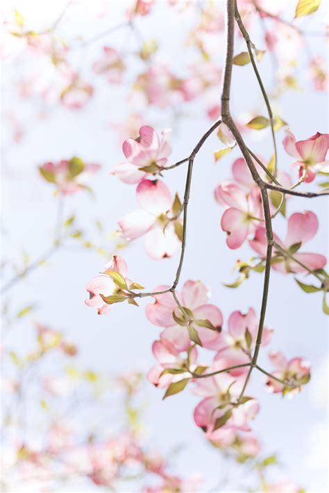 Beautiful Spring Wallpaper Iphone