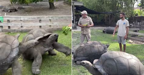 Man Gets High Five From 104 Year Old Tortoise The Biggest Weve Ever Seen