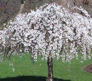 We did not find results for: Trees, Cherries and Cherry tree on Pinterest