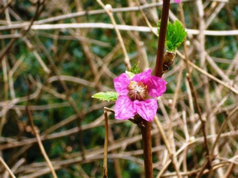 They often have glaucous foliage, and attractive, but not showy, white flowers. The Joys of the Salmonberry - A Pacific Northwest Native ...