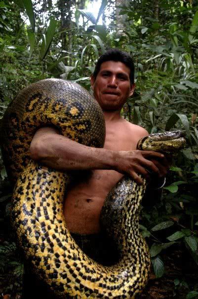 Amazon Forest Animals Anaconda Giants And Dwarfs In