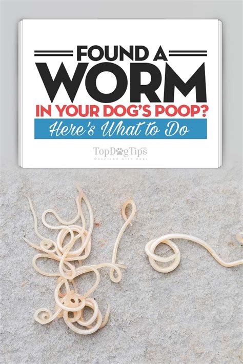 What Are White Worms In Dogs Poop
