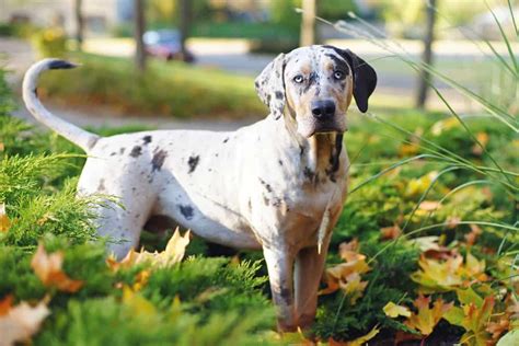 Catahoula Leopard Dog Charakter Haltung And Pflege