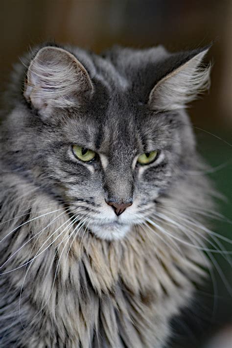 Enter your email address to receive alerts when we have new listings available for pedigree bengal kittens for sale. Whispurridge Cattery - Maine Coon breeder in Paragould, AR