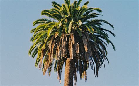 Download Wallpaper 1680x1050 Palm Tree Tree Sky Plant Widescreen 16