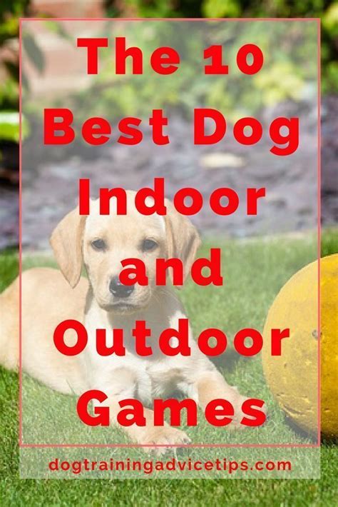 The 10 Best Dog Indoor And Outdoor Games Dog Training Advice Tips
