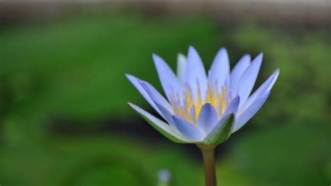 Download mivo tv di sini ! Kasiat Bunga Tunjung Biru - Tanaman Bunga Tunjung Manfaat Dan Cara Pemakaiannya Saka Doci : 1 ...