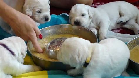 First Solid Food For Three Week Old Puppies Youtube