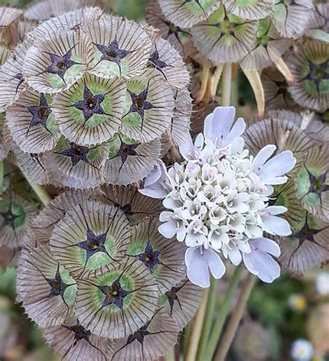 Pompon Starflower Pincushion Scabiosa Stellata 50 Seeds