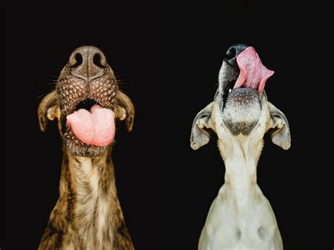 Absurdly Expressive Dog Portraits By Elke Vogelsang Dog Portrait