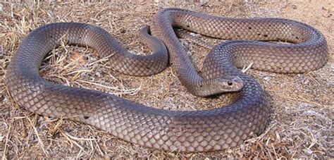 Deer are beautiful, but they can be annoying pests for your garden. How to deter snakes from your garden