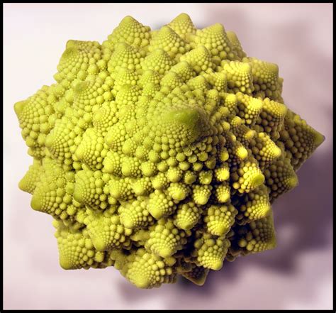 Fibonacci Romanesco Broccoli Fibonacci Romanesco Broccoli Romanesco