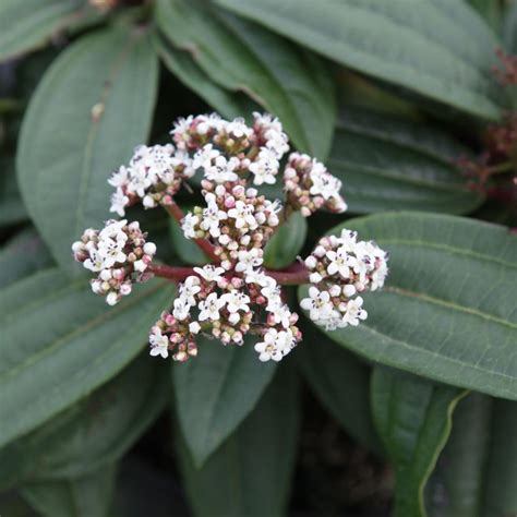 Viburnum Davidii Planten Kopen Bij Coolplants