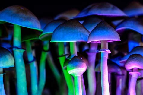 Negative Effects Of Psilocybin Clearbrook Treatment Centers