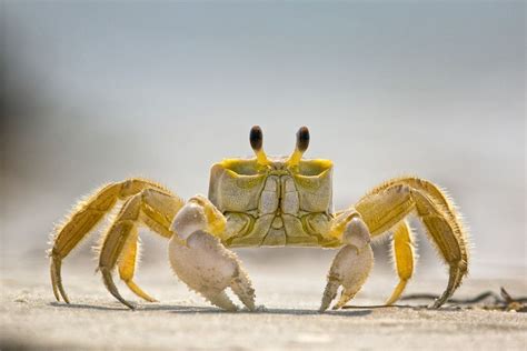 Crab Face Off By Jeff Abrahamson On 500px Underwater Animals