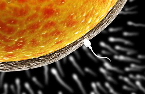 pesa vs tesa why choose sperm aspiration during ivf reunite rx