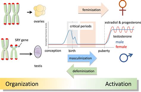 Classic View Of Sexual Differentiation Of The Brain Sexual Download Scientific Diagram