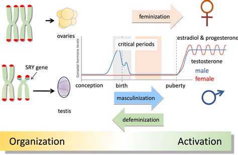 classic view of sexual differentiation of the brain sexual download scientific diagram