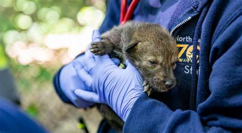 North Carolina Zoo Announces Red Wolf Pup Names Chosen By The Public