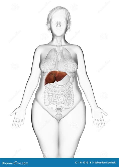 An Obese Womans Liver Stock Illustration Illustration Of Hepatic 131423511