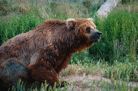 Photo Of Wet Brown Grizzly Bear Sitting · Free Stock Photo