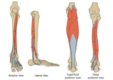 Muscles Of The Leg Diagram Quizlet