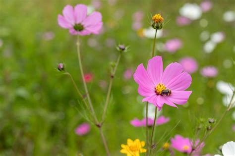 Premium Photo Close Up To Mirasol Flowers Or Cosmos Bipinnatus In The