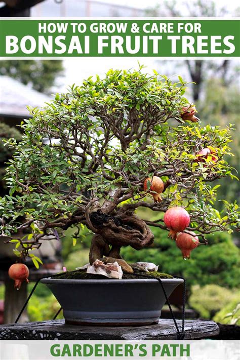 How To Grow Bonsai Fruit Trees Gardeners Path