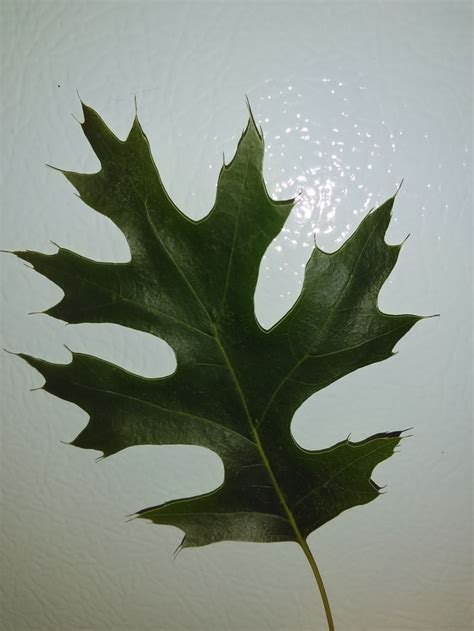 How To Identify Oak Leaves With Pictures Wikihow