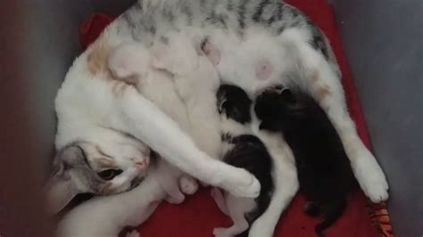 Gata Pariendo Video Completo Cat Giving Birth Full Video Youtube