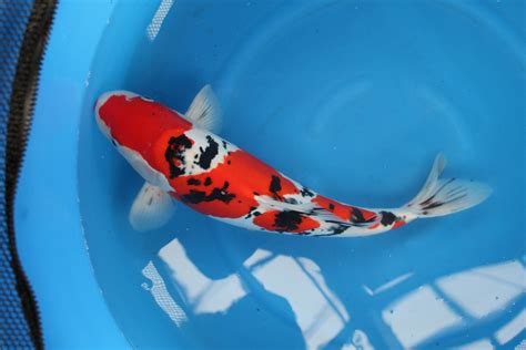Jumbo Koi Fish For Sale Siervissen Online Shop Koifisherman