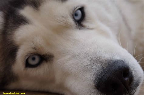 Grey Siberian Husky With Blue Eyes