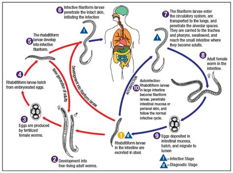 How To Detect Worms In Humans Phaseisland17