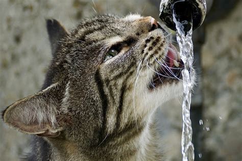 How Long Can A Cat Go Without Water Oh Mysweetcat