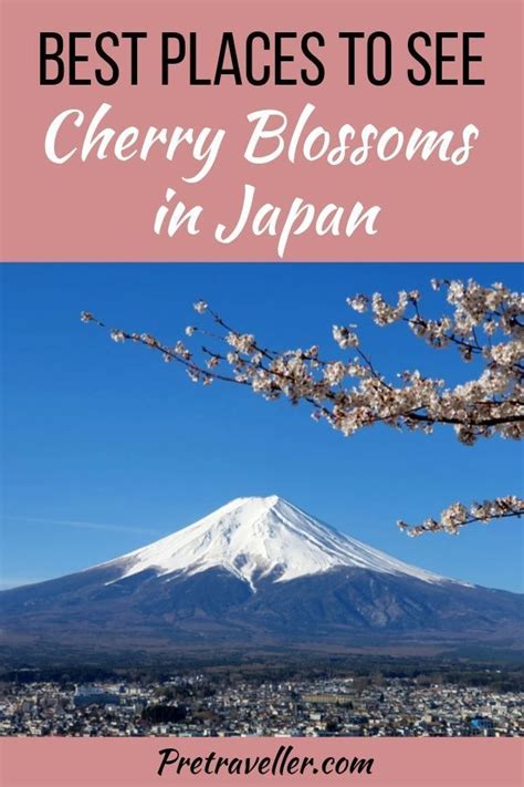 Best Places To See Cherry Blossoms In Japan Pretraveller Geishas