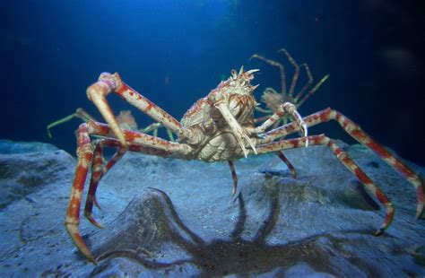 This is certainly a giant among all the varieties of edible crabs. Japanese Spider Crabs | SEA LIFE Scarborough Aquarium