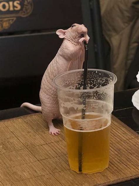 35 Animals Drinking Beer Cute Rats Pet Rats Funny Animal Pictures