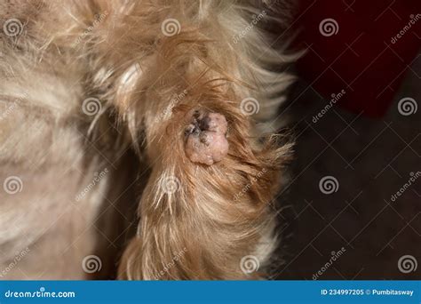 Wart On Dog Paw Stock Image Image Of Wart Head Closeup 234997205