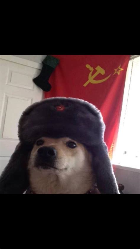 You See Comrade When Put Ushanka On Doggo He Becomes Mans Best