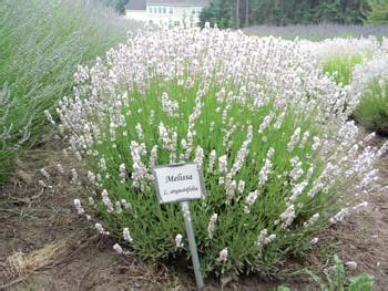 Lavenders have long been cultivated for their broad herbal and medicinal uses and are enduringly popular as ornamentals in gardens and landscapes around the world. Melissa Lavender from Richters (hardy to zone 5) | Flower ...