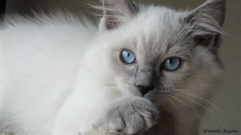 Blue Colorpoint Ragdoll Kitten Ragdoll Cat Price Ragdoll Cats For Sale