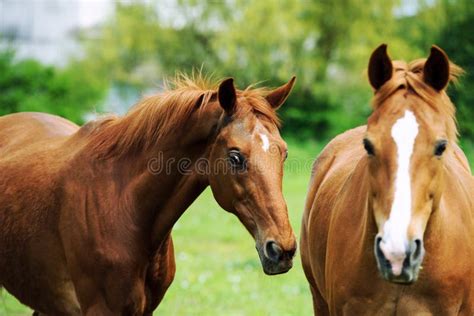 Horses Portrait In Motion Stock Photo Image Of Mare 80142824