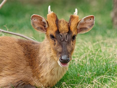 Muntjac Deer Have Bizarre Flaring Scent Glands On Their Face Iflscience